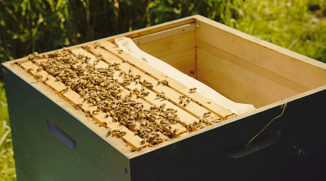 Bienenbeute